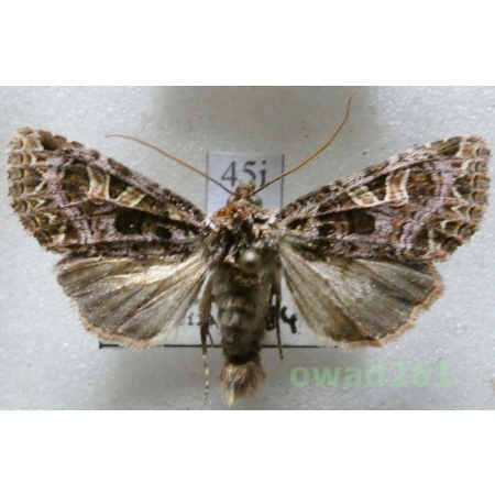 Sideridis rivularis (Fabricius, 1775) Slovakia45i